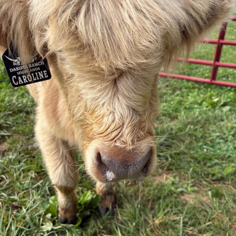 Caroline, a Highland cow with a Dakota Ranch Highlands ear tag, grazing