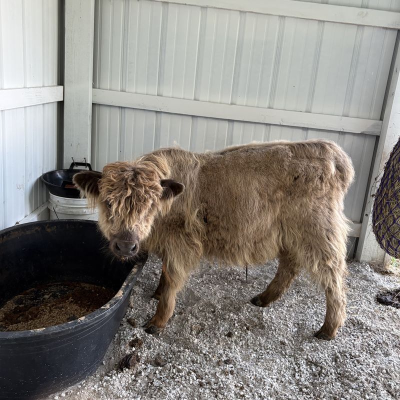 Boz, a Highland cow, feeding inside the shelter Dr. Jen Lisy's father built
